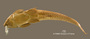 Loricaria tuyrensis FMNH 7583 holo v
